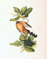 Mangrove Cuckoo 